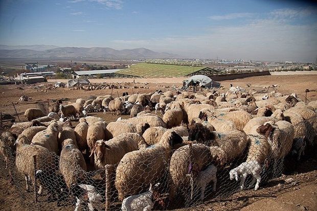 دزد گوسفندان در دام پلیس زرندیه گیر افتاد