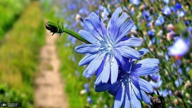 خواص باورنکردنی کاسنی که نمی دانستید