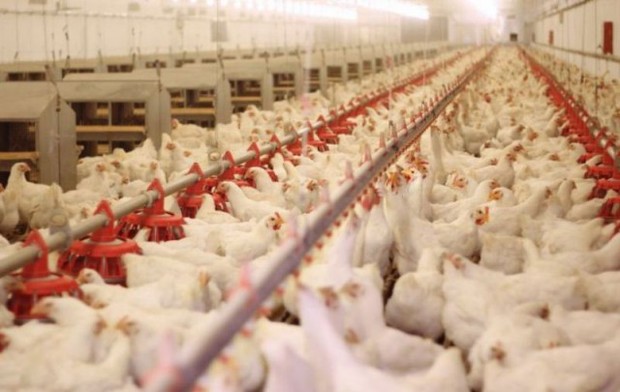 افزایش قیمت مرغ در خراسان رضوی کمتر از میانگین کشوری است