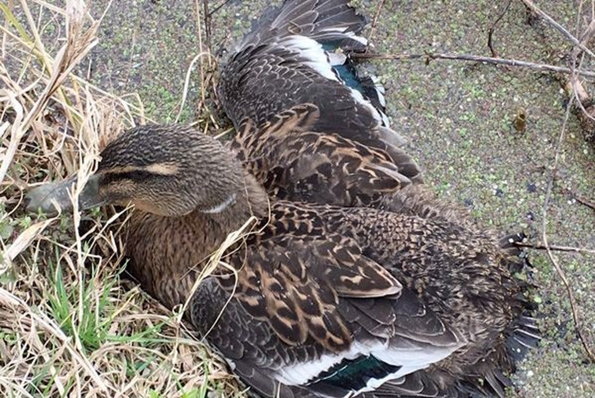۲۴۲۲ پرنده در تالاب میقان اراک تلف شدند