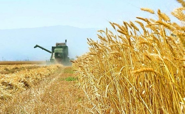 تولید گندم شهرستان ری 8 درصد کاهش یافت