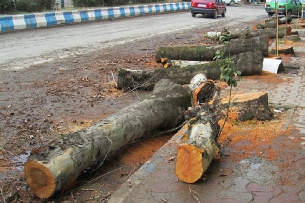 عاملان قطع درختان جاده قزوین - تاکستان دستگیر شدند