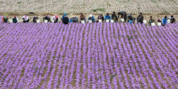 تولید زعفران در تربت حیدریه کاهش یافت
