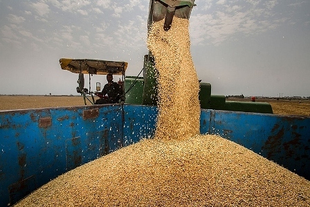 16هزار تن گندم مازاد بر مصرف کشاورزان گچساران خریداری شد