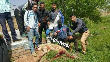 یک قلاده گرگ در خدابنده توسط چند جوان روستایی شکار شد