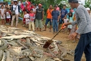 قتل‌‌عام ۳۰۰ تمساح در روستایی در اندونزی! + تصاویر