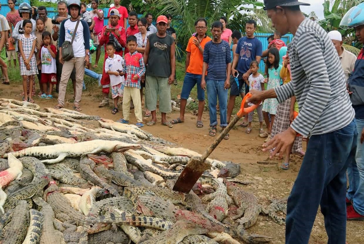 قتل‌‌عام ۳۰۰ تمساح در روستایی در اندونزی! + تصاویر
