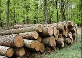 کشف 3 تن چوب جنگلی قاچاق در آمل