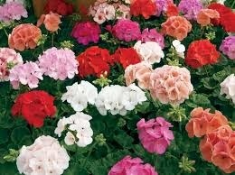 صدور گلدان گل و گیاه زینتی از نوشهر به خارج از کشور