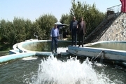 هفت میلیون قطعه بچه ماهی در استان اردبیل تولید می شود