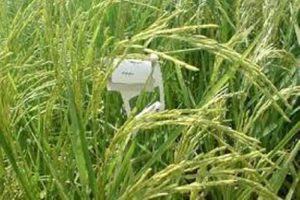 کنترل بیولوژیک آفت ساقه خوار برنج در لاهیجان اجرا شد
