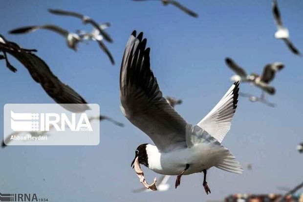 موردی از آنفلوآنزای  پرندگان در لرستان گزارش نشده است