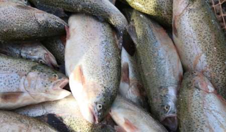 ماهی قزل آلا از اصفهان  به خارج از کشور صادر شد