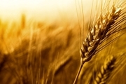 خرید تضمینی بیش از 21 هزار تن گندم در خراسان رضوی