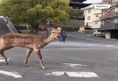 ویدئو/ تصادف عجیب آهو با کاروان!