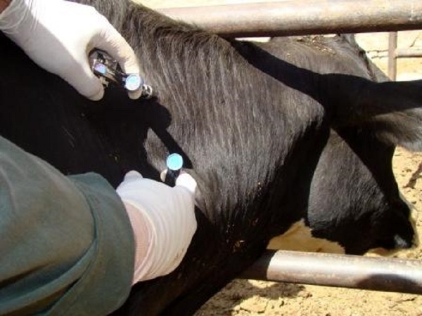 آزمایش سل برای بیش از 16 هزار راس گاو در قزوین