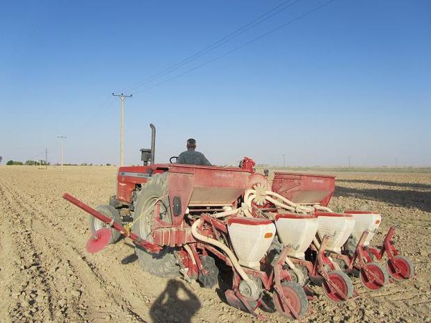 کشت گندم پاییزه در 11هزار هکتار زمین های کشاورزی استان یزد آغاز شد