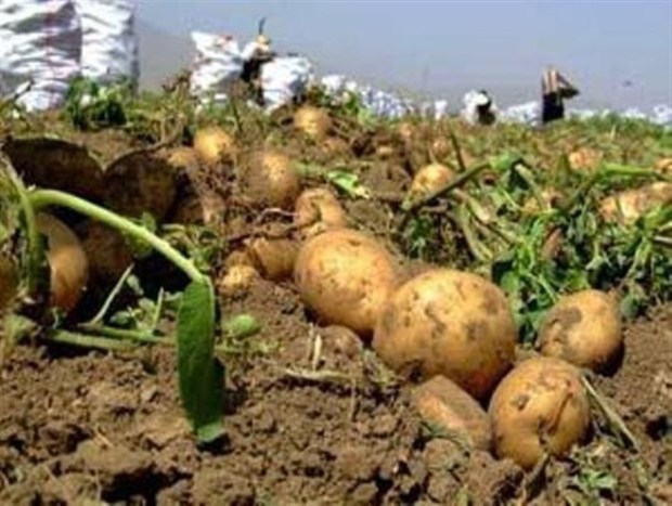 صادرات سیب زمینی از بازارچه مرزی چذابه آزاد شد