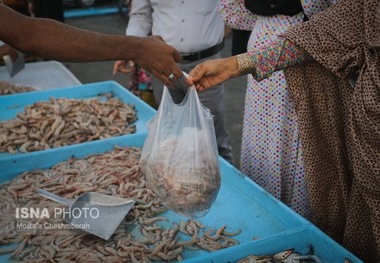 اطلس میگو هرمزگان منتشر می شود