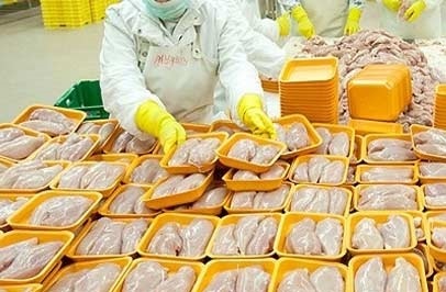 صادرات روزانه 30 تن مرغ از آذربایجان غربی به کشورهای همسایه