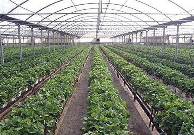 فرانسوی‌ها برای ساخت گلخانه در زنجان سرمایه‌گذاری می‌کنند