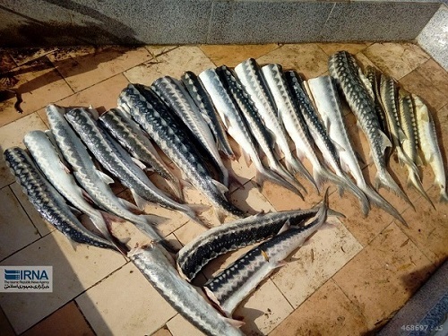 45 کیلو ماهی خاویاری قاچاق در گلستان کشف شد