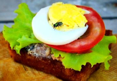 نشستن مگس روی غذا و خطر آن برای سلامتی
