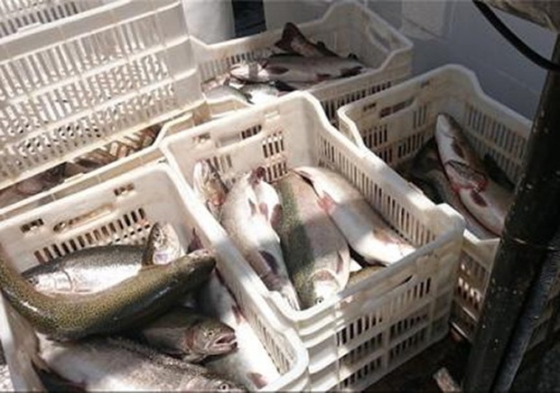کشف11تن ماهی قاچاق در جزیره قشم