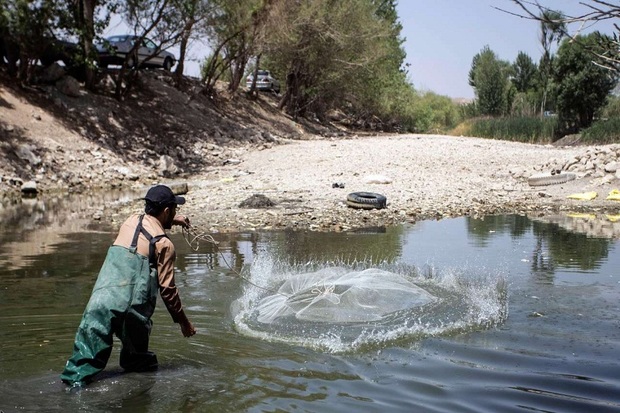 جدال با مرگ صدها ماهی در رودخانه گدار نقده