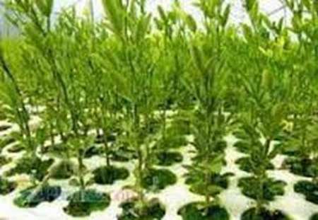 کاشت 120 هزار نهال در کمربند سبز کرج