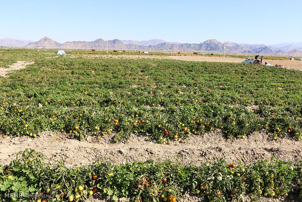 کاهش ۱۲ درجه‌ای دما در استان بوشهر  کشاورزان مراقب محصولات باشند
