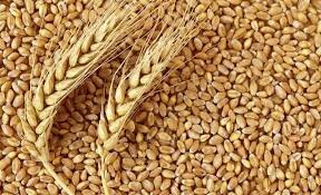خرید بیش از 25 هزار تن گندم در رزن