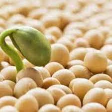 تولید بیش از 39 هزار تن دانه سویا در استان اردبیل