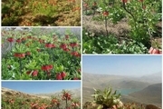 رویشگاه طبیعی لاله های واژگون - «کمانه ونک» غرب شهرستان سمیرم