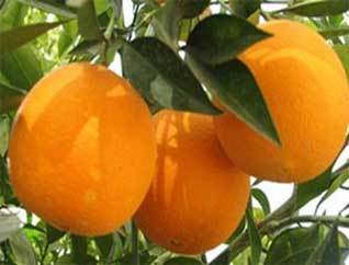 خرید تضمینی و حمل 4073تن پرتقال گلستان به خارج استان