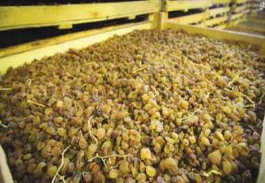90 درصد یارانه کشمش کشاورزان استان مرکزی پرداخت شد