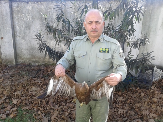 رهاسازی پرندگان آسیب دیده به طبیعت در لنگرود، کیاشهر و آستارا