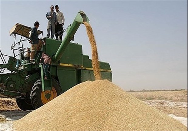209 هزارتن گندم از کشاورزان لرستانی خریداری شد
