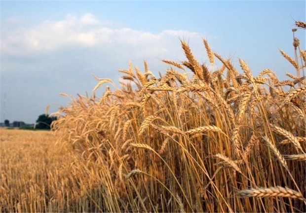 تولیدات کشاورزی آذربایجان شرقی 5 درصد افزایش می یابد