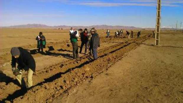 25 هزار نهال آتریپلکس در منطقه شیراحمد سبزوار کاشته شد