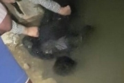 جسد مرد جوان در رودخانه الوند سرپل ذهاب کشف شد
