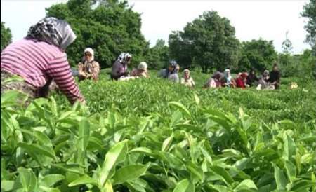 آمادگی 140 کارخانه چایسازی برای خرید برگ سبز چای