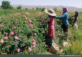 پیش بینی برداشت بیش از 200 تن گل محمدی در آذربایجان غربی