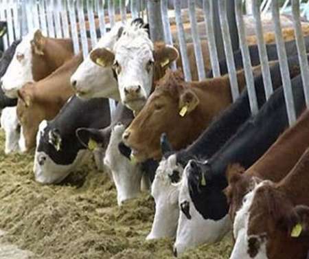 اصفهان، قطب تولید جنین منجمد گاو در کشور است