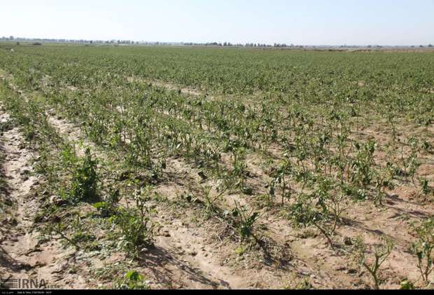 299هزار هکتار از زمین های کشت پاییزه خوزستان بیمه شدند