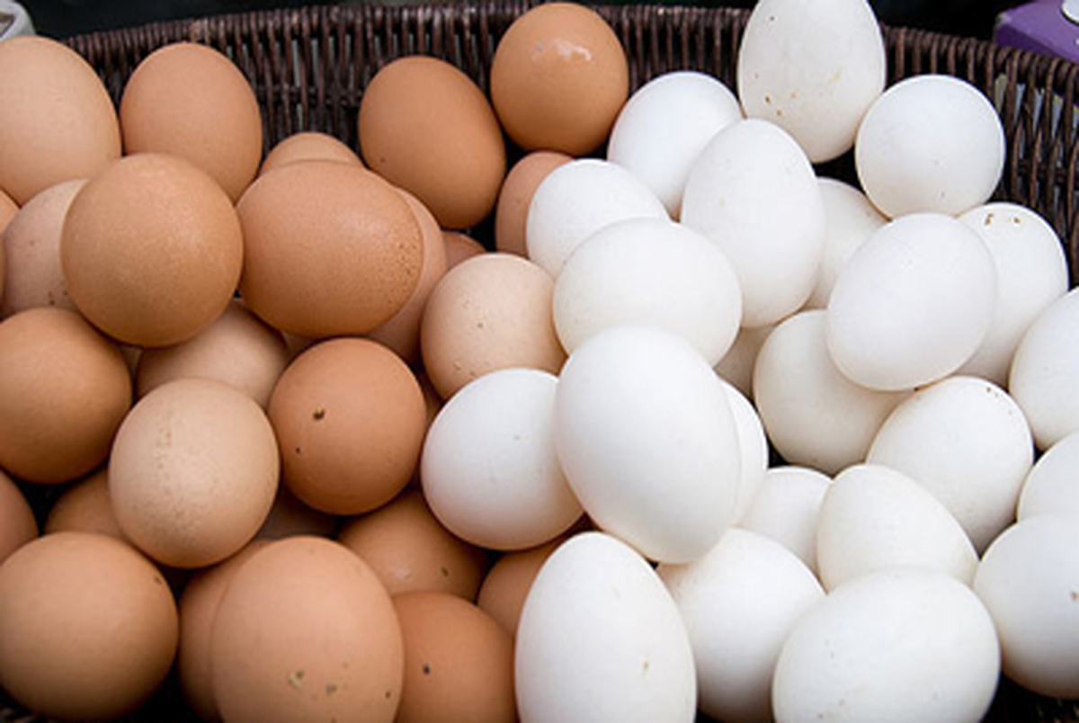 واردات تخم مرغ بیشتر می شود