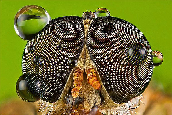 ماکروگرافی؛ دریچه ای به دنیای جدید