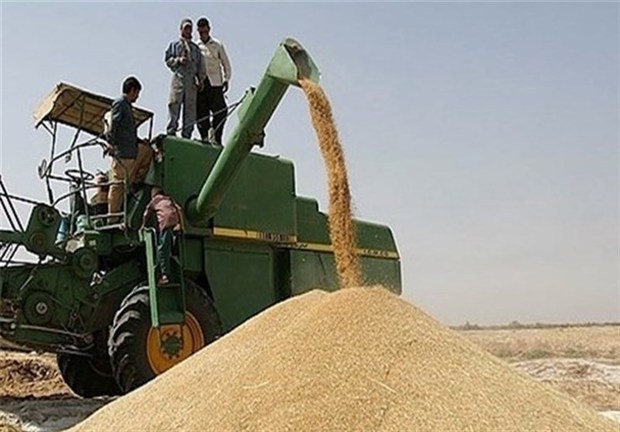 1000 تن گندم در زیرکوه خرید تضمینی شد