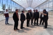طرح توسعه واحد گلخانه گل رز در آبیک افتتاح می شود