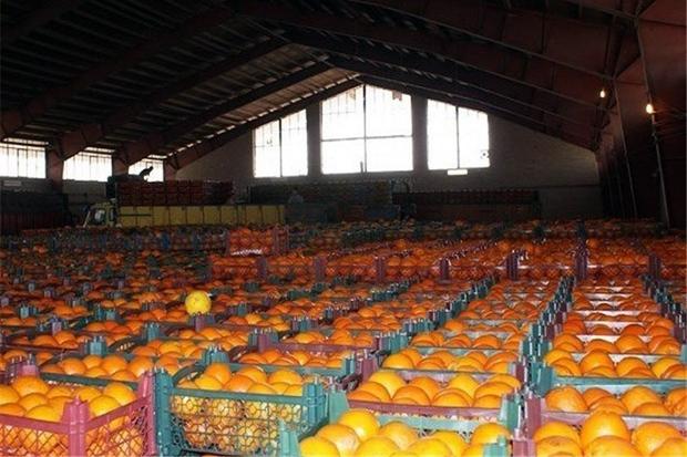 حدود 1200 تن میوه برای نوروز همدانی ها ذخیره شد